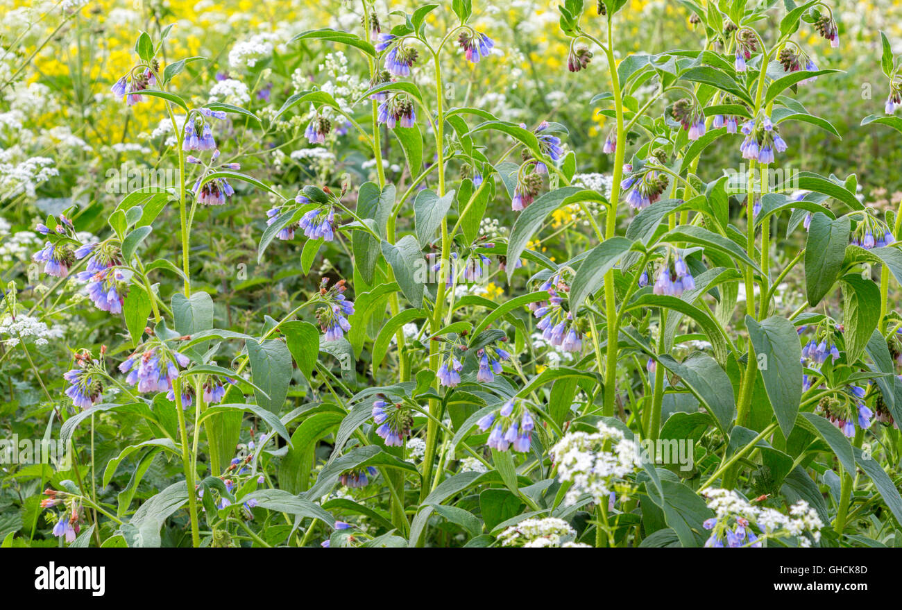 Beinwell "Symphytum Officinale" Stockfoto