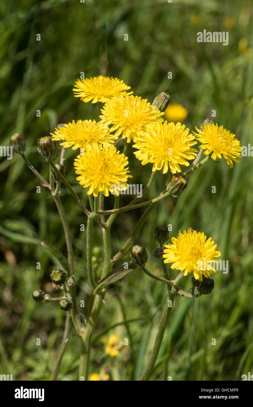 Glatte Hawksbeard, Crepis capillaris, Surrey, Großbritannien. Juni. Stockfoto