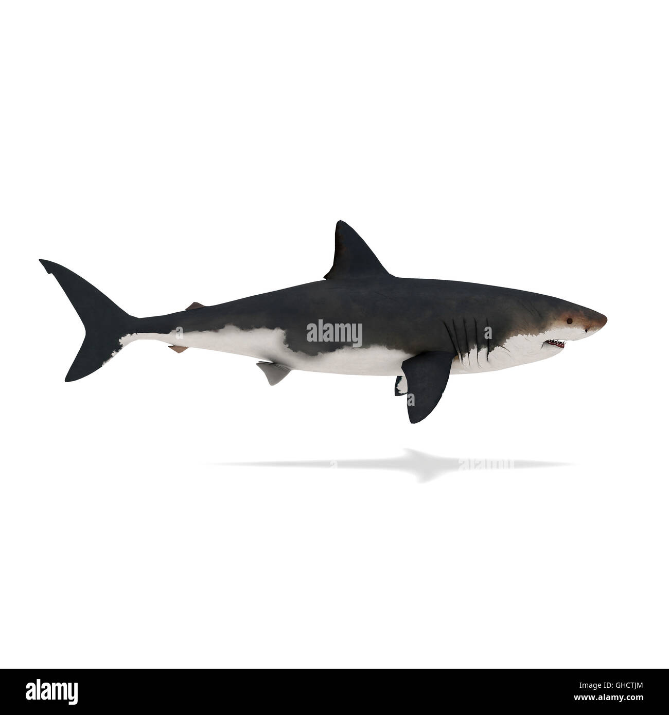 Seitenansicht des Hai isoliert auf weiss 3D-Rendering Stockfoto