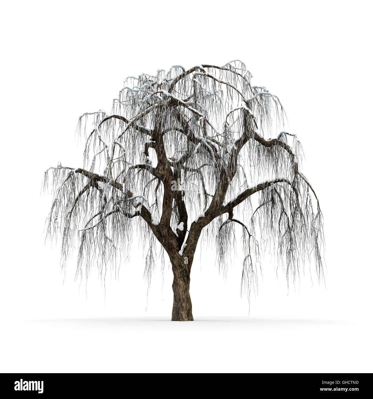 Winter Baum ohne Blätter auf weißem Hintergrund 3D-Rendering Stockfoto