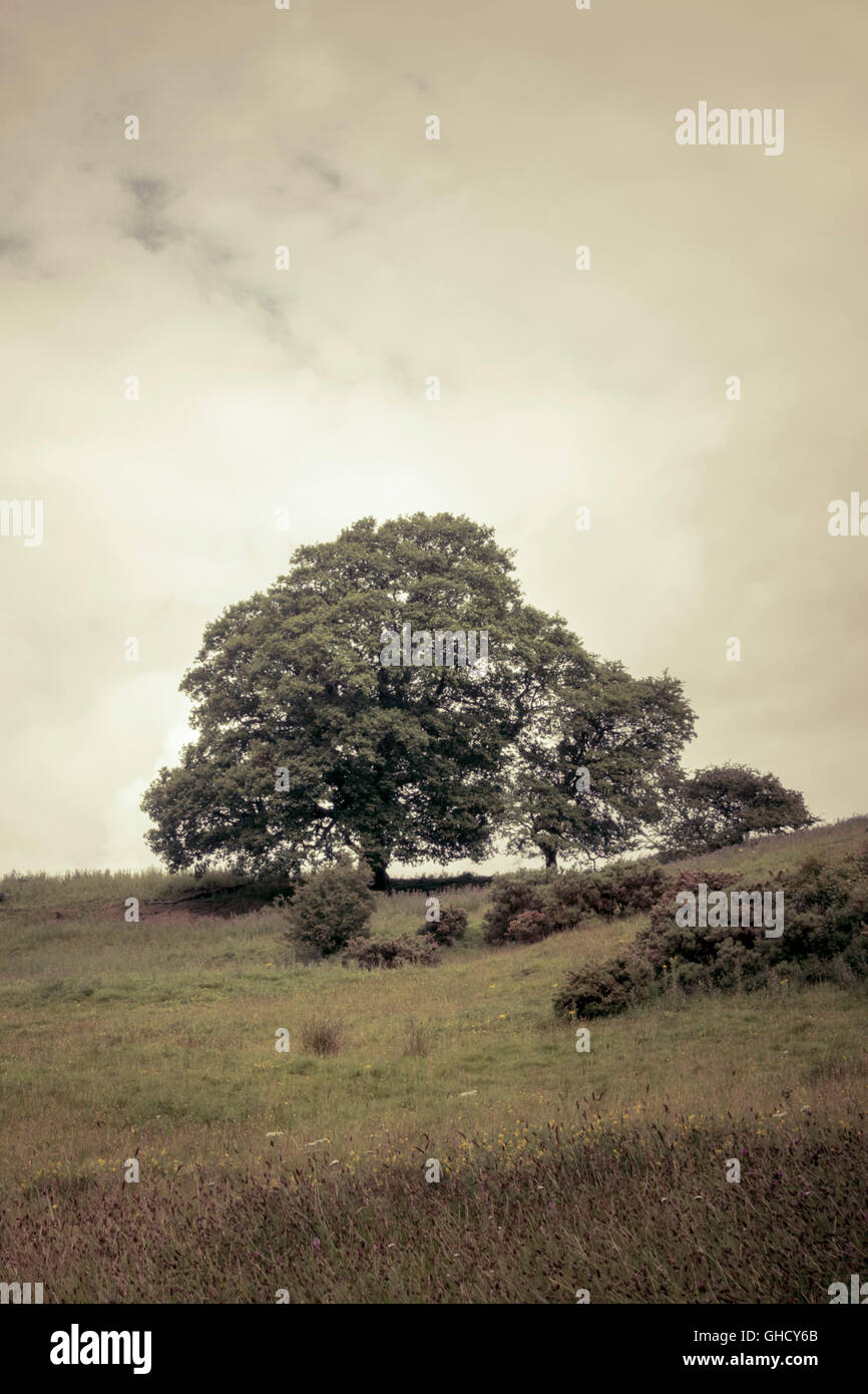 Große Bäume oben auf einem grasbewachsenen Hügel Stockfoto