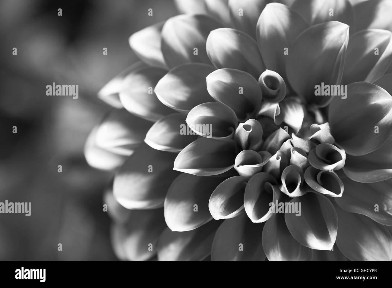 Schwarz / weiß Bild einer Blume rot Dahlia, Dalina Maxi Tampico (P). Stockfoto