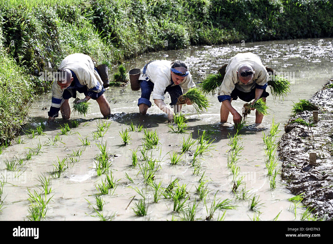 FEARLESS Huo Yuan Jia Hong Kong/USA 2006 Ronny Yu Huo Yuanjia (JET LI) Bepflanzt Mit Den Anderen Bauern Das Feld. Regie: Ronny Yu aka. Huo Yuan Jia Stockfoto