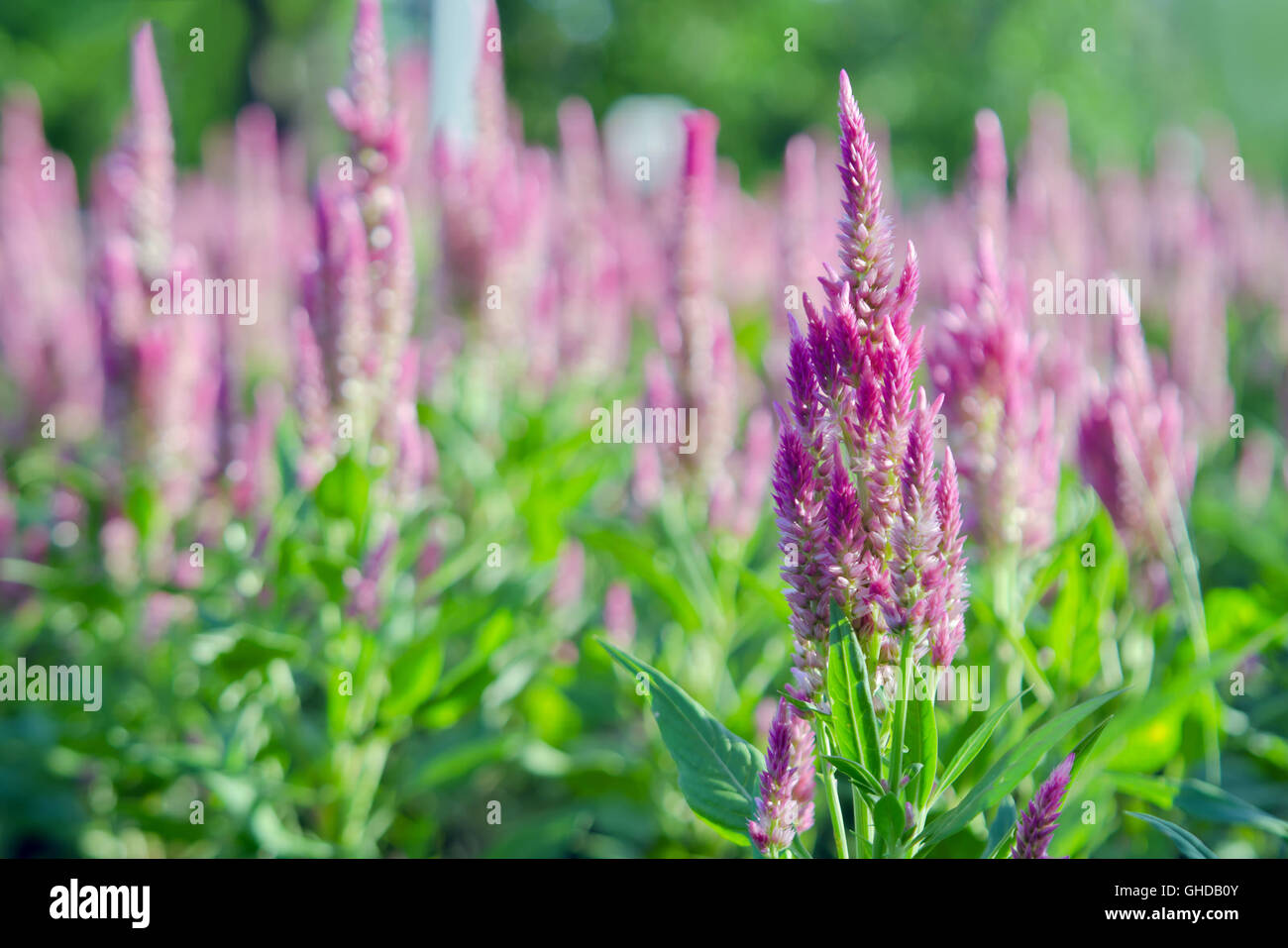 Lila rosa Blume der Celosia, auch bekannt als Hahnenkamm, Anis-Ysop Celosia, Wildform Foeniculum oder Woolflowers, blühen im Afri Stockfoto