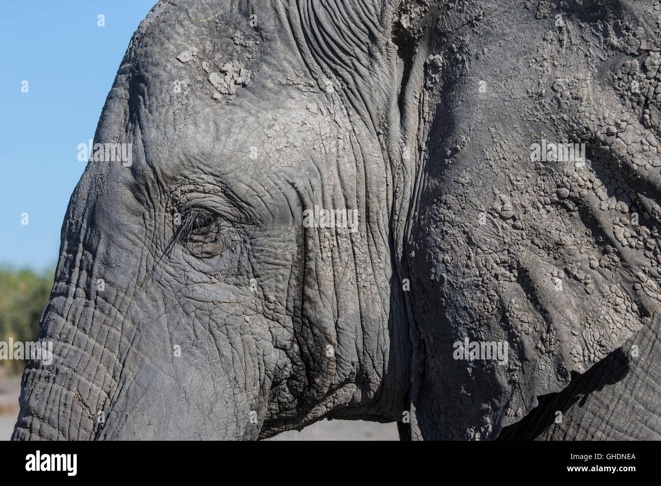 Kopfschuss ein afrikanischer Elefant Loxodonta Africana mit großen Augen Ohren und Schlamm verkrustet Haut eng beschnitten Stockfoto