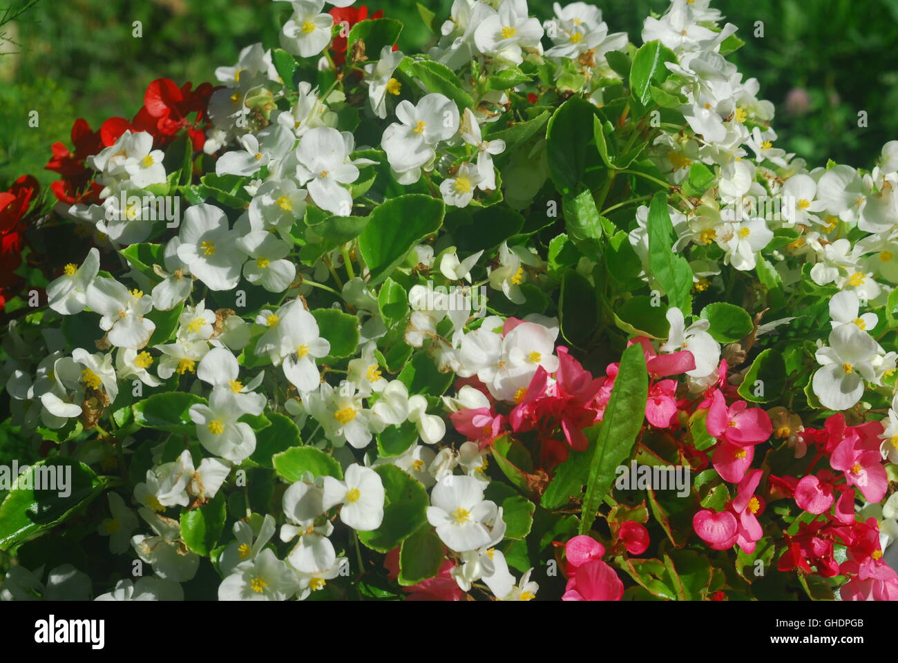 Begonie Begonia Semperflorens, Stockfoto