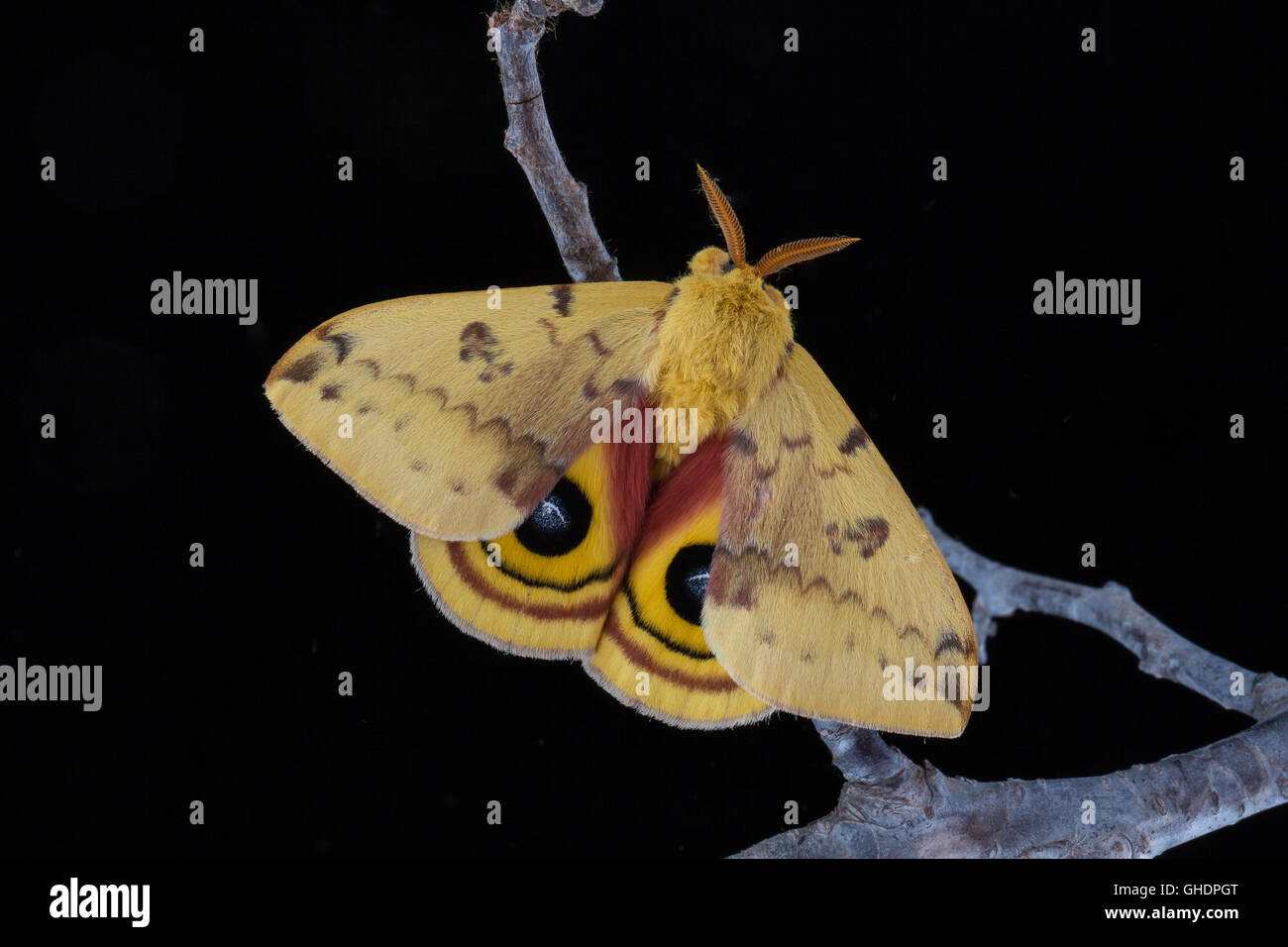 Eine frische männliche Io Motte, Automeris Io, hocken auf einem Ast gegen eine schwarze Nacht. Stockfoto