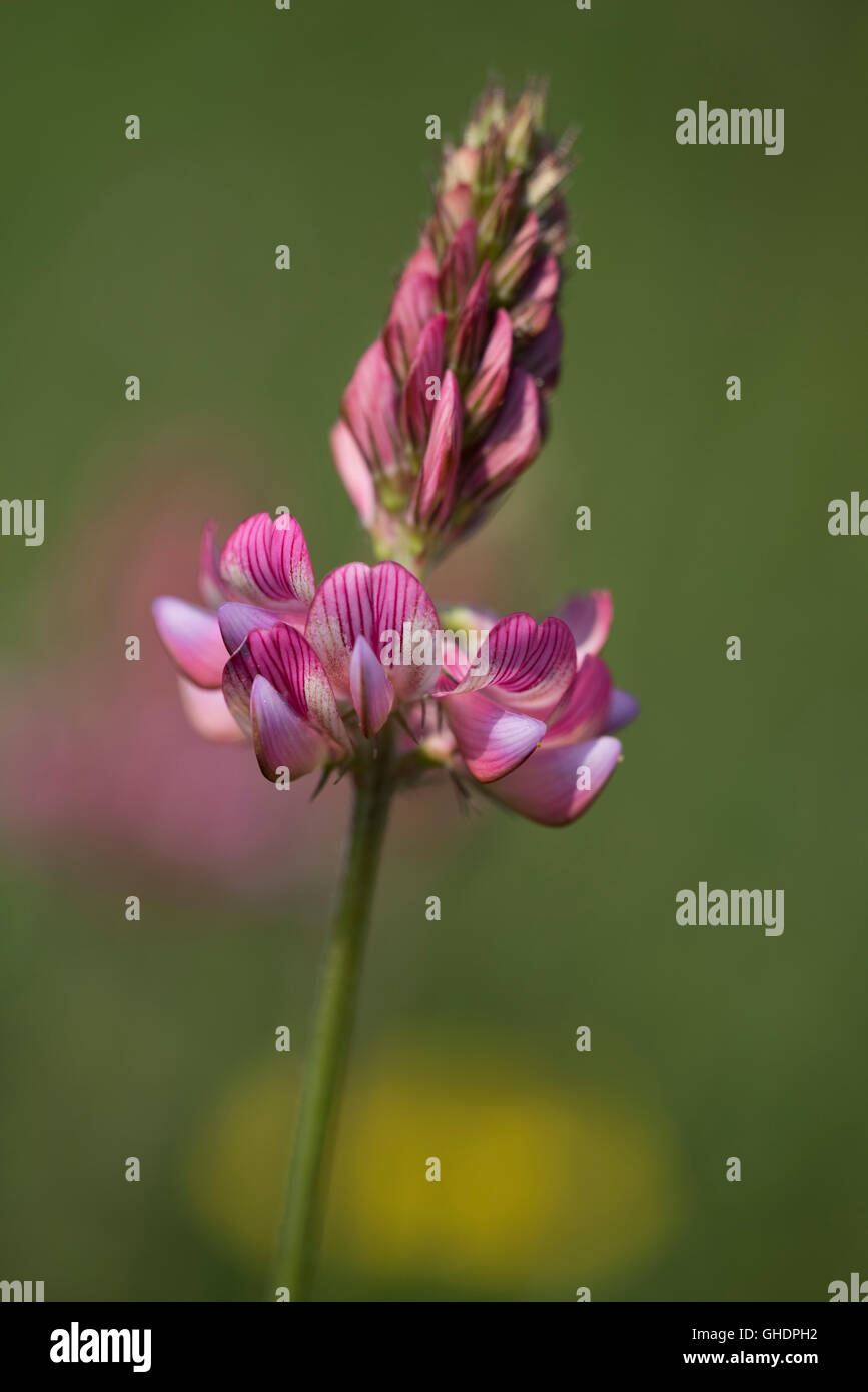 Esparsette Blüte Onobrychis Viciifolia UK Stockfoto