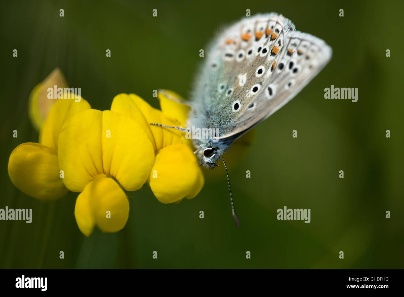 Adonis Blue Butterfly Polyommatus Bellargus UK Stockfoto