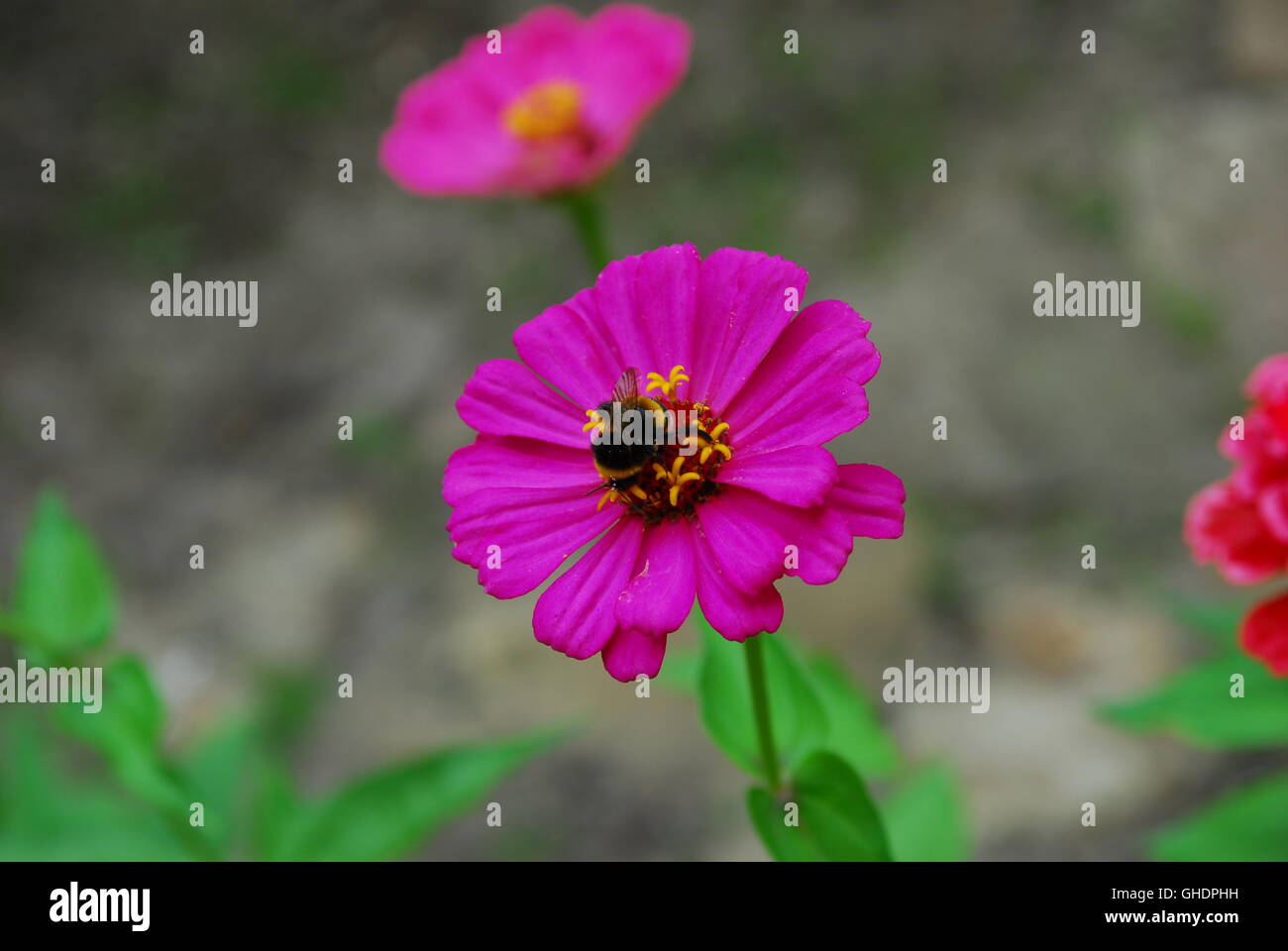 Zinnia Stockfoto