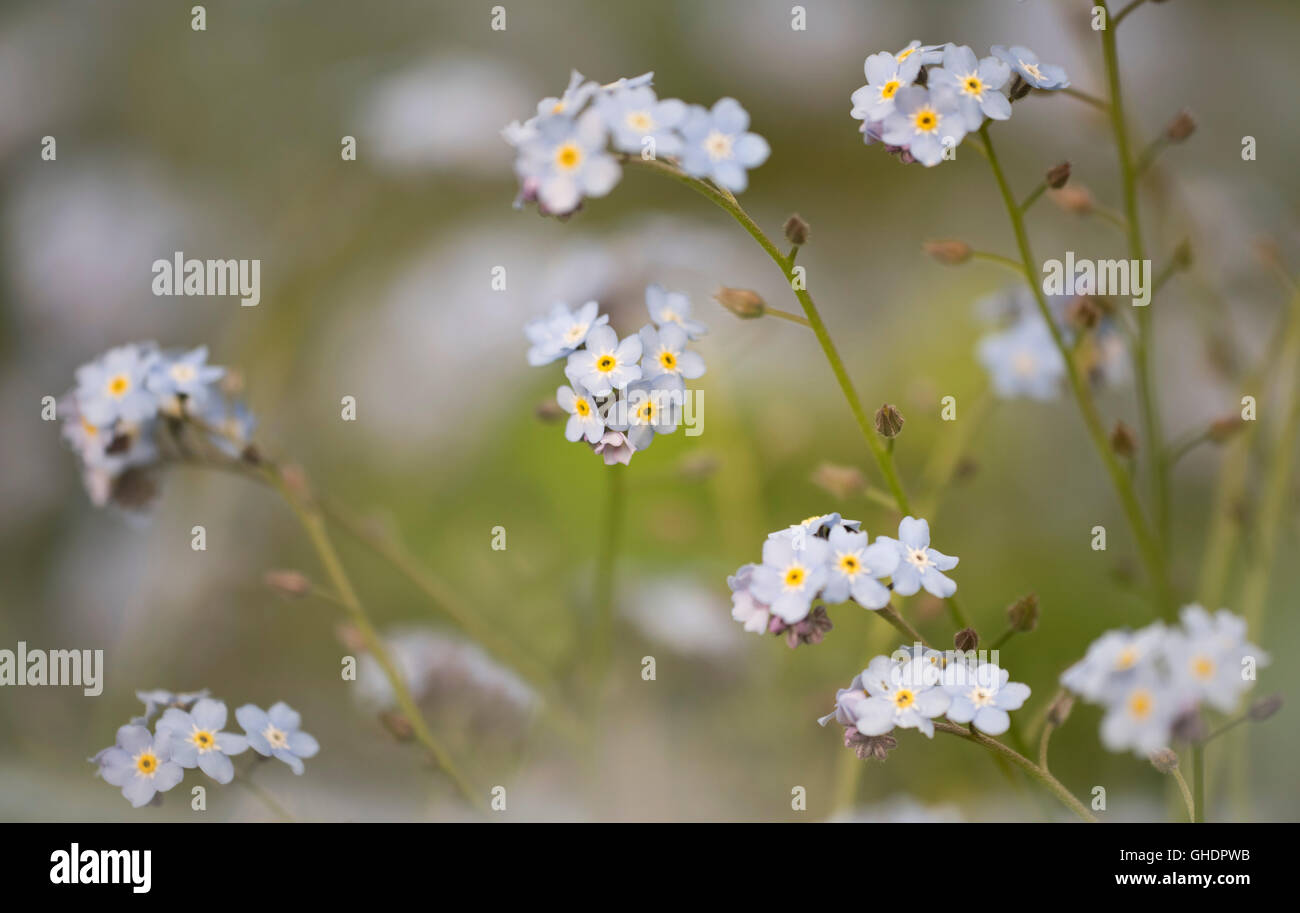 Holz-Vergissmeinnicht-Mysotis Sylvatica UK Stockfoto