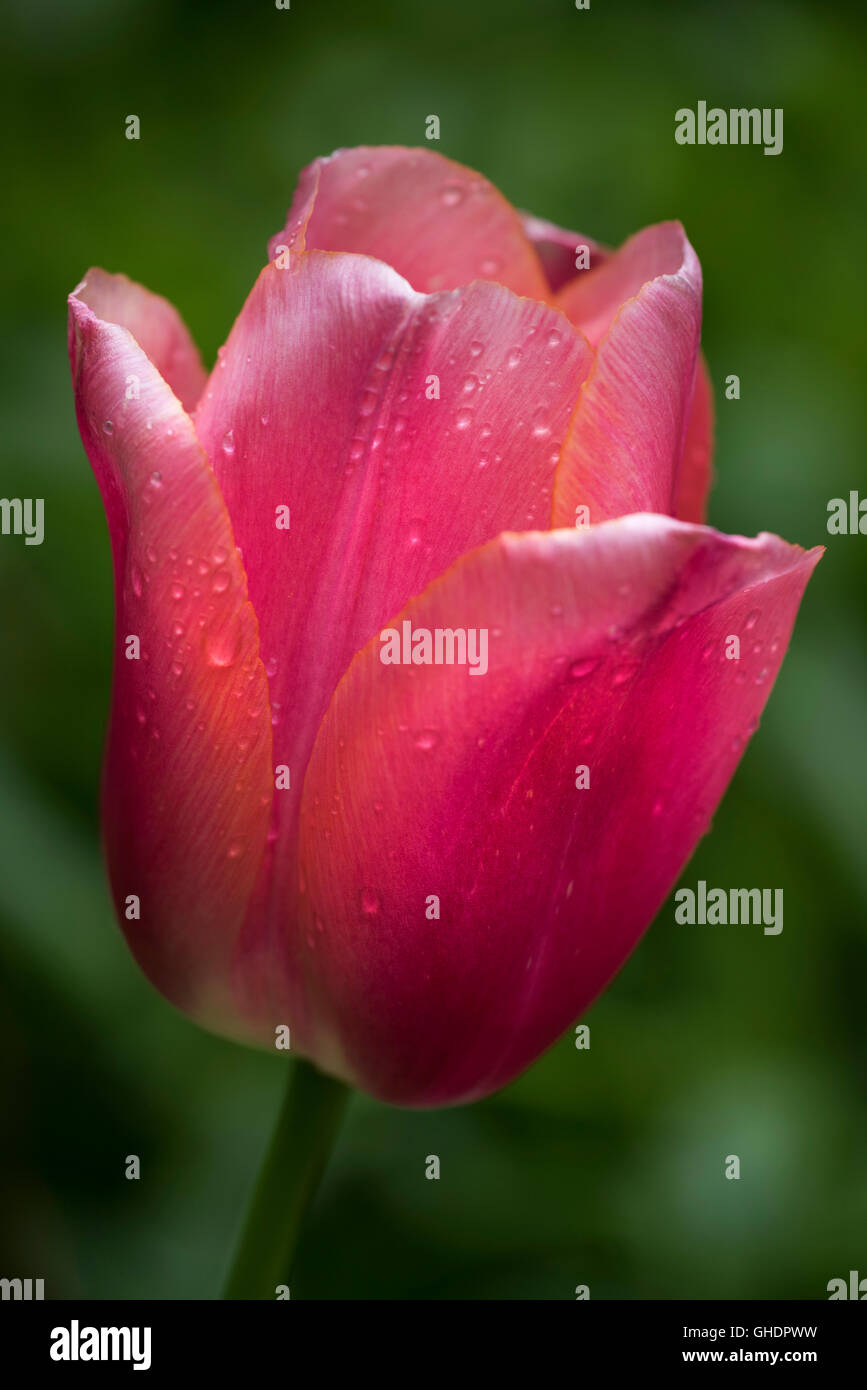 Dekorative rote Tulpe UK Stockfoto