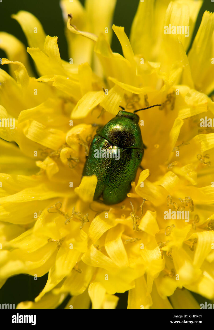 Blume Käfer Randzone Fühler UK Stockfoto