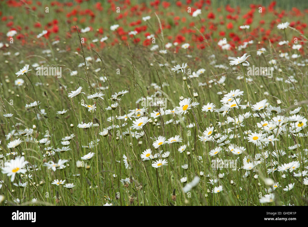 Rote Mohnblumen Papaver Rhoeas UK Stockfoto