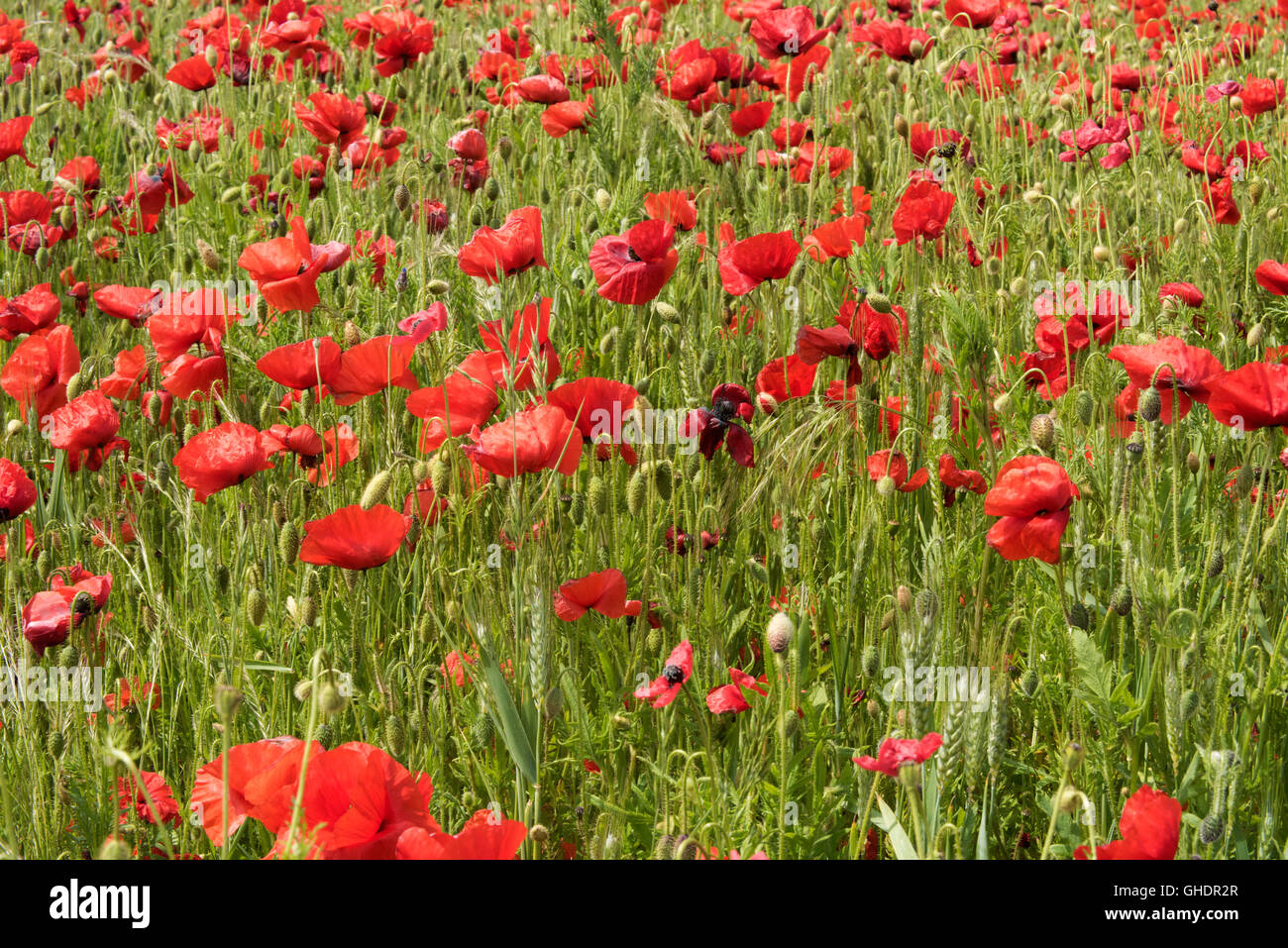 Rote Mohnblumen Papaver Rhoeas UK Stockfoto