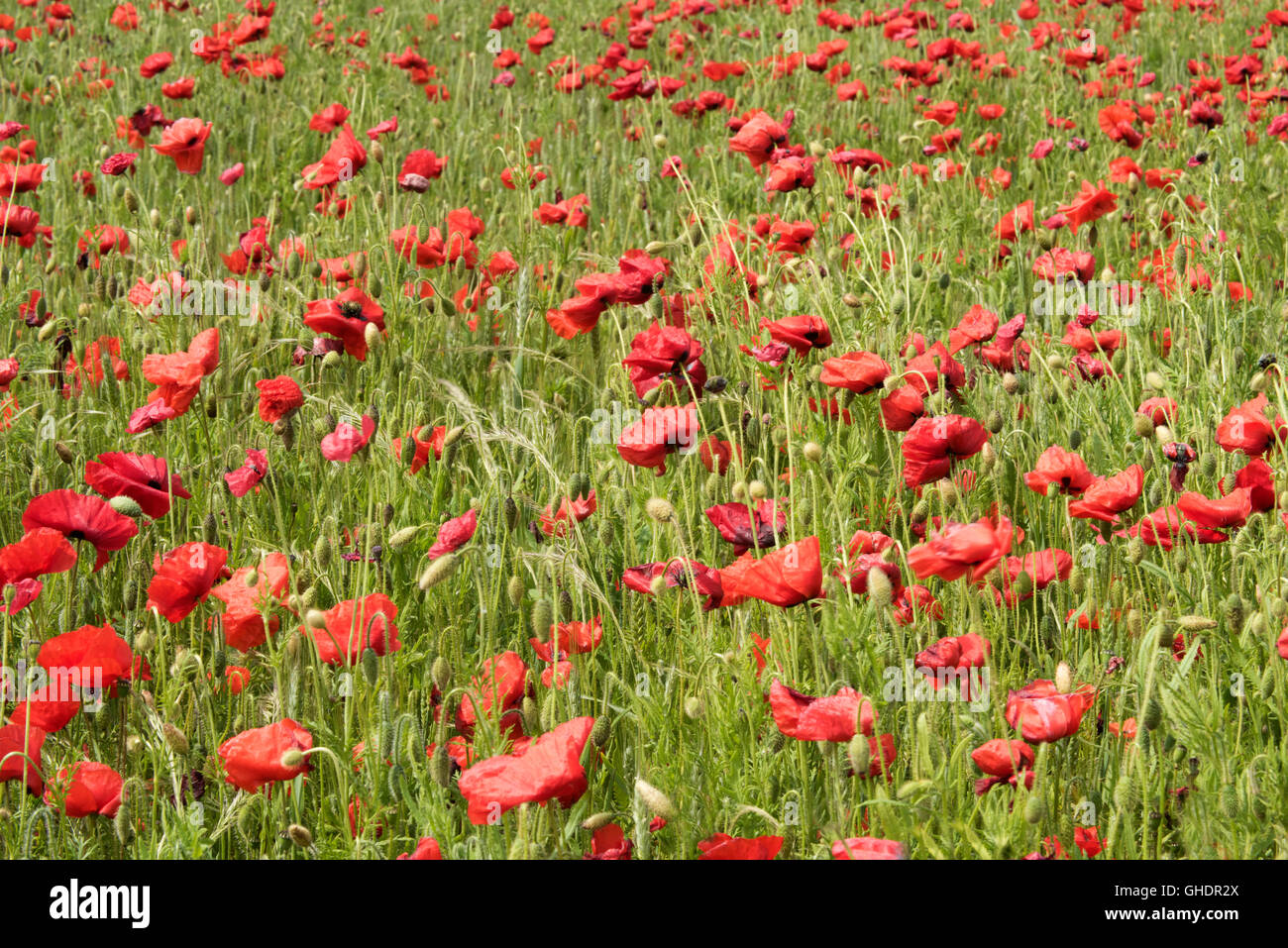 Rote Mohnblumen Papaver Rhoeas UK Stockfoto