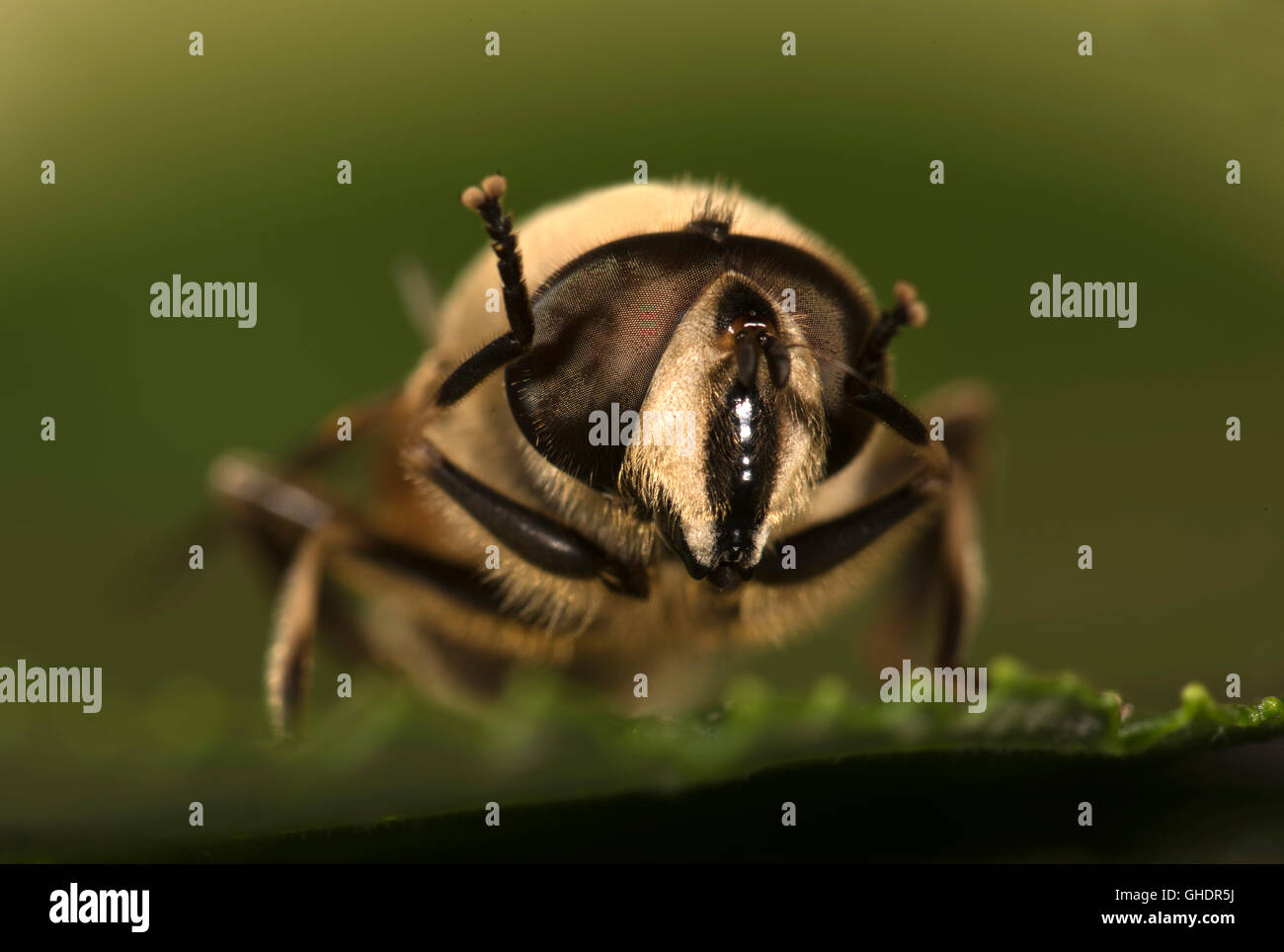 Gemeinsamen Drohne fliegen Eristalis tenax Stockfoto