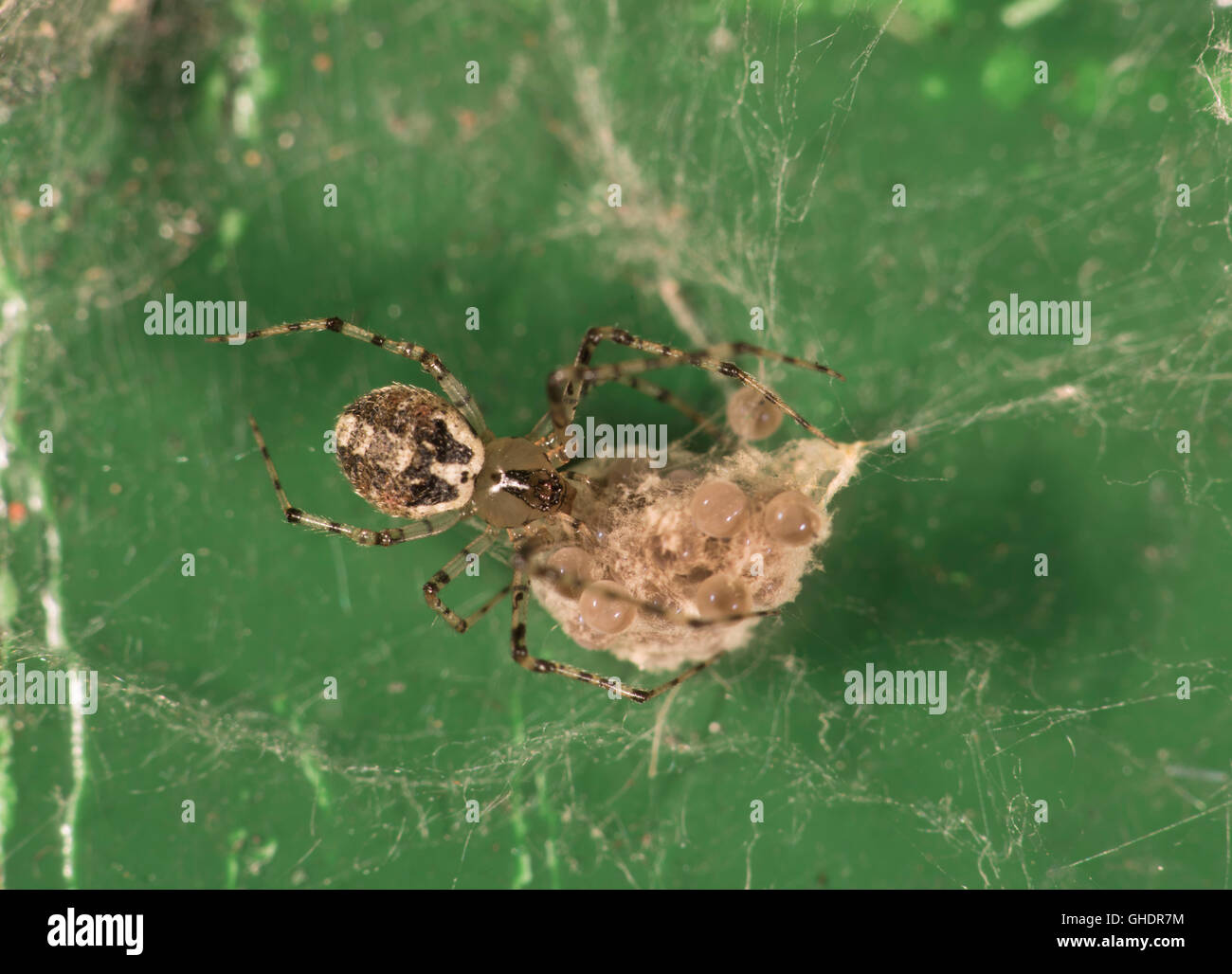 Spinne mit Ei Sac UK Stockfoto