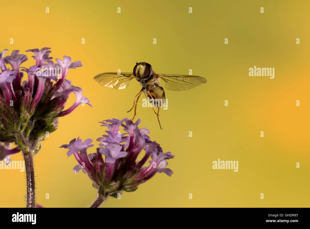 Hoverfly Syrphus Ribesii fliegen Stockfoto