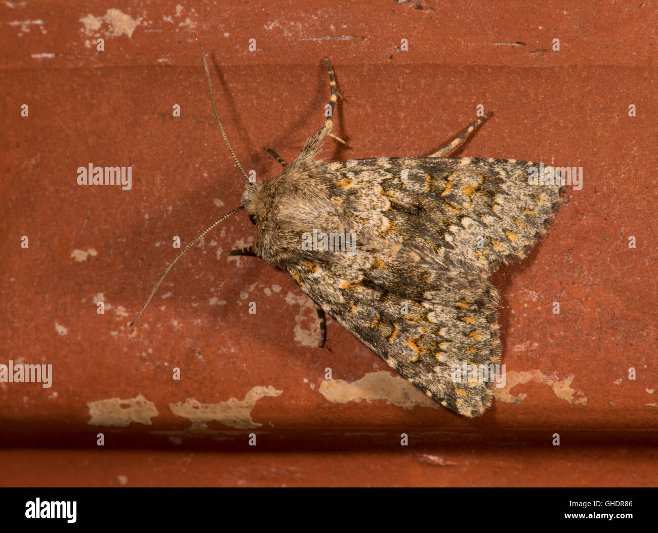 Kleinen Ranunculus Hecatera Dysodea UK Stockfoto