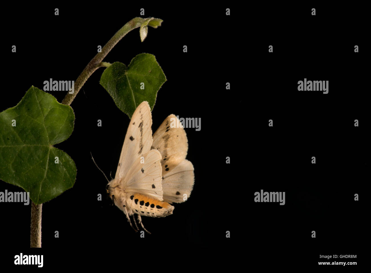 Weiße Hermelin Moth Spilosoma lubricipeda Stockfoto