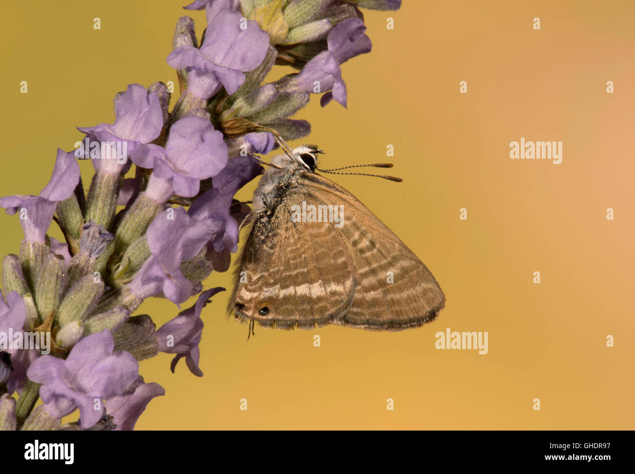 Lange Tailed Blue Butterfly Lampides boeticus Stockfoto