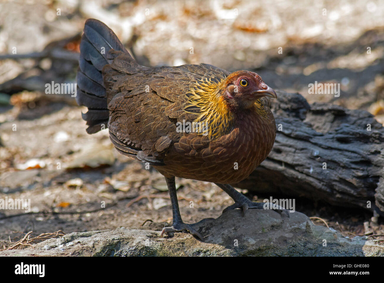 Eine weibliche rot Kammhuhnprojekte (Gallus Gallus Spadiceus) kommt aus einem Wald-Pool im Westen Thailands zu trinken Stockfoto