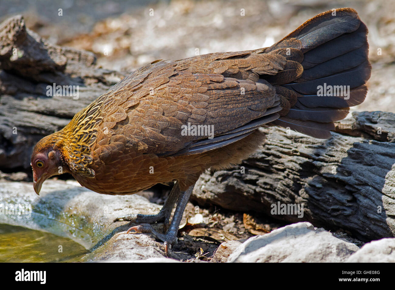 Eine weibliche rot Kammhuhnprojekte (Gallus Gallus Spadiceus) kommt aus einem Wald-Pool im Westen Thailands zu trinken Stockfoto