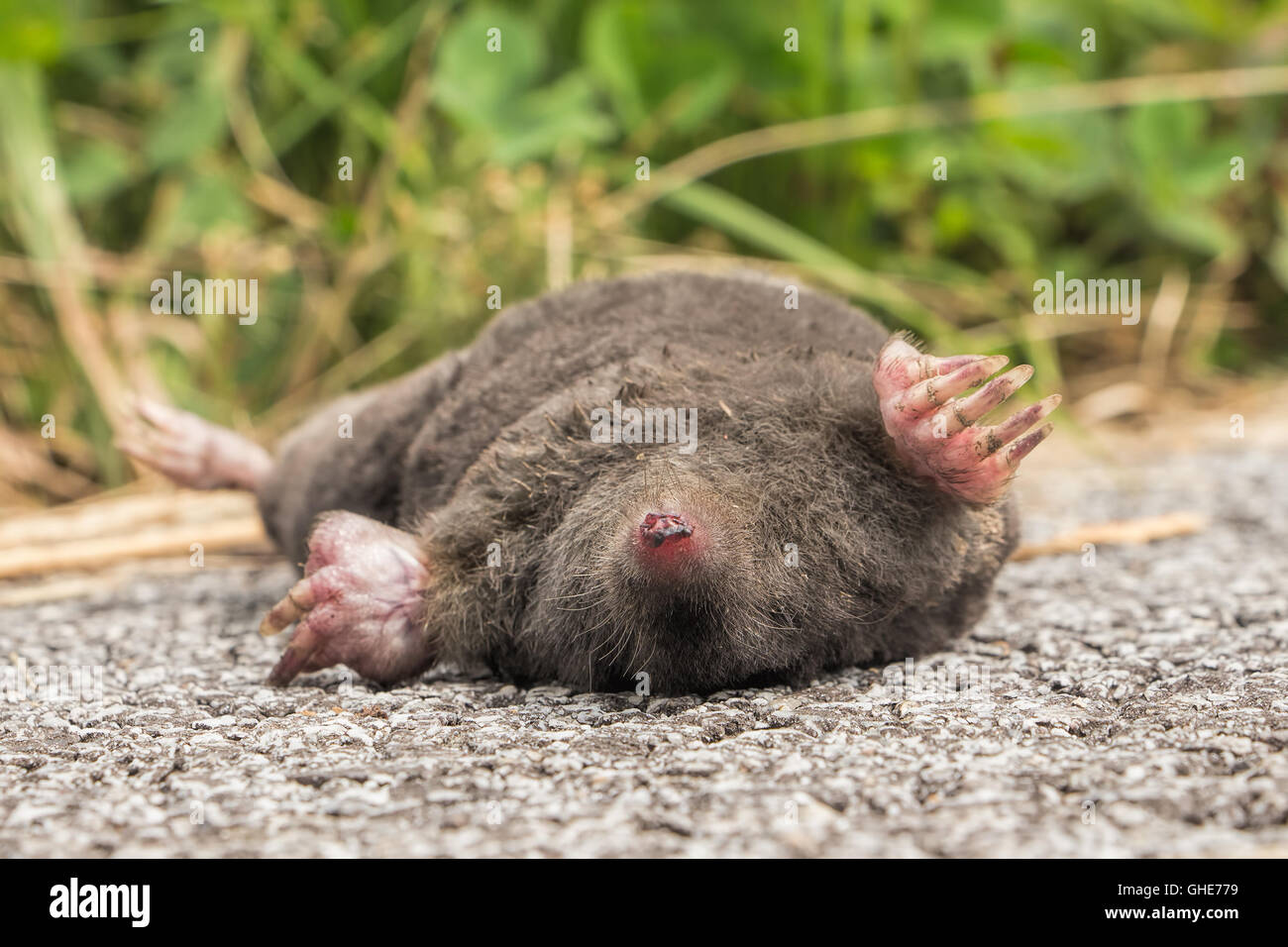 Tot, Tierkadaver, Maulwurf darauf zurück auf einer Landstraße liegen. Stockfoto