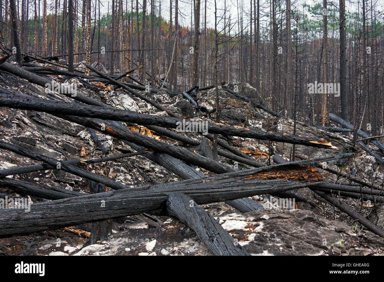 Verkohlte Baumstämme und verbrannte Erde verbrannt durch Waldbrand