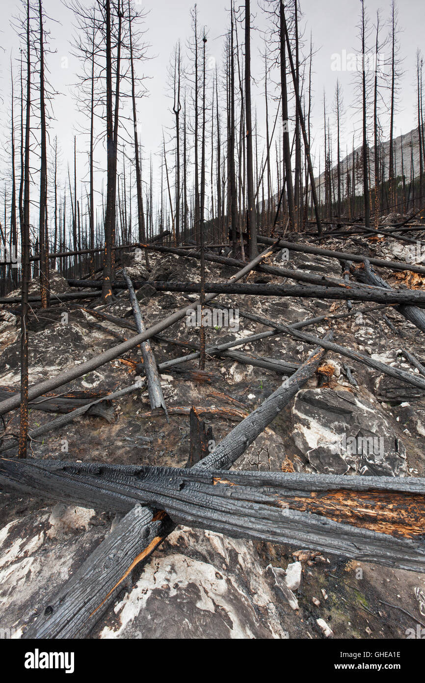 Verkohlte Baumstämme und verbrannte Erde verbrannt durch Waldbrand, Jasper Nationalpark, Alberta, Kanada Stockfoto