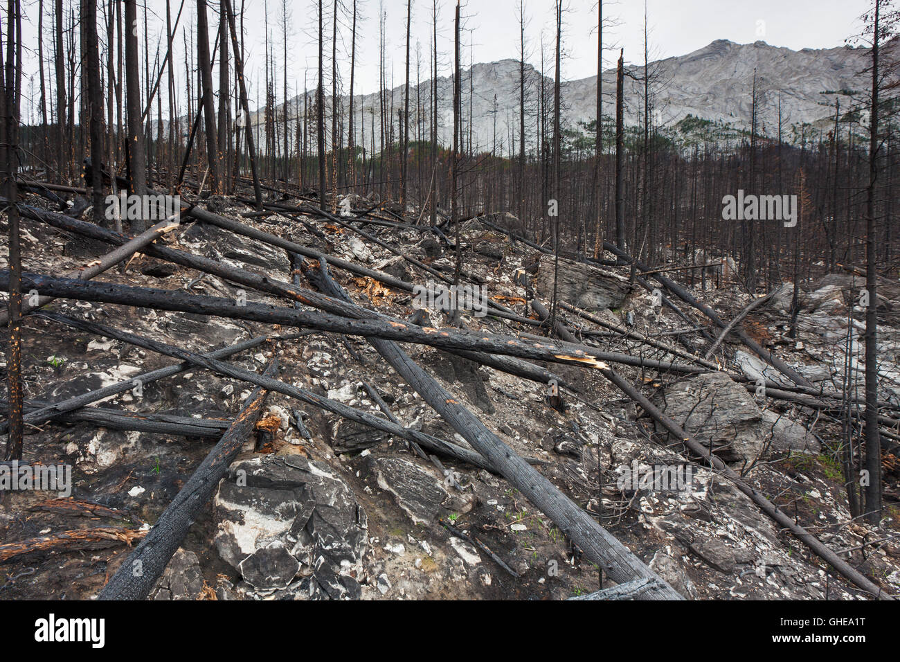 Verkohlte Baumstämme und verbrannte Erde verbrannt durch Waldbrand