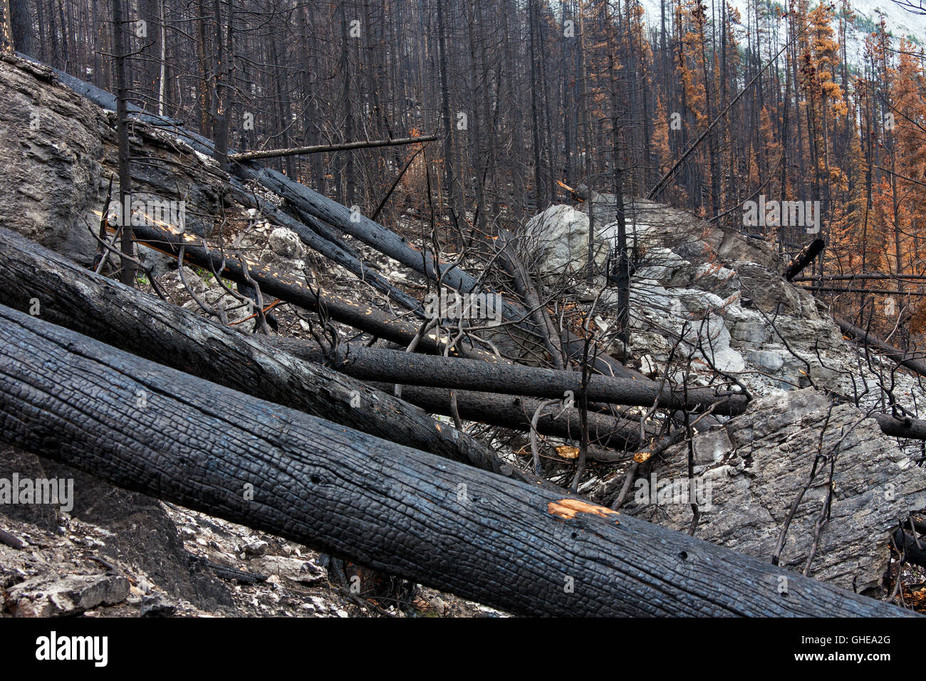 Verkohlte Baumstämme verbrannt durch Waldbrand, Jasper Nationalpark, Alberta, Kanada Stockfoto