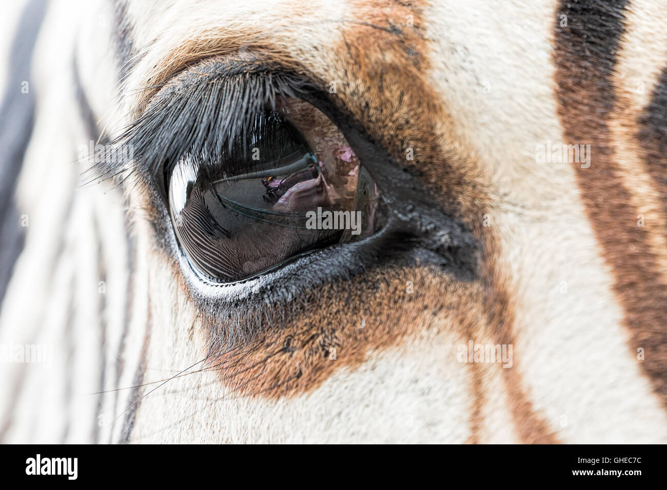 Nahaufnahme der Zebra-Auge mit ein Spiegelbild der anderen Zebra und Besucher des Zoos. Stockfoto