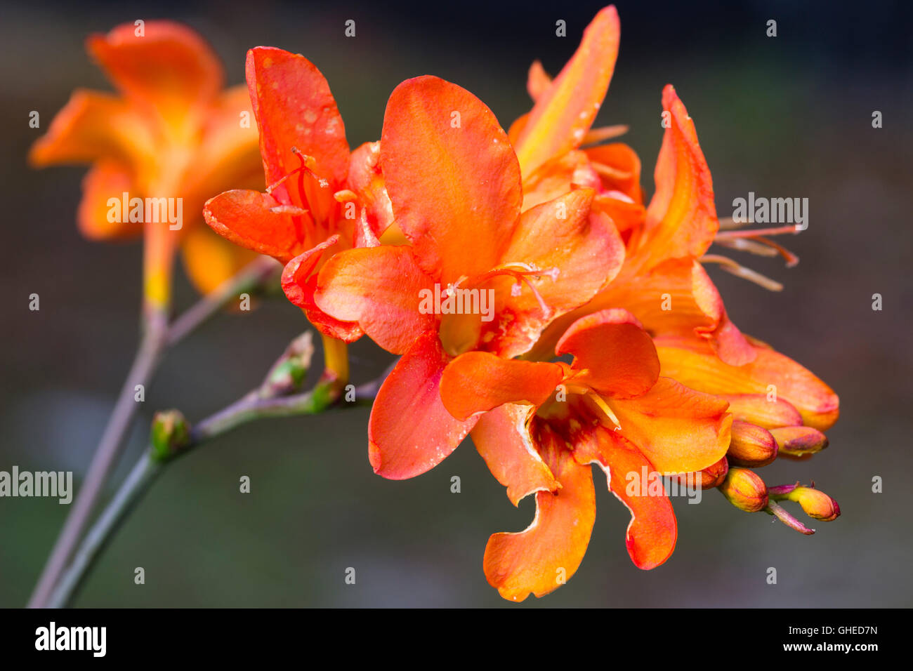 Mit Blick nach oben orange rote Trompeten in der Blüte der robuste Knolle, Crocosmia "Limpopo" Stockfoto