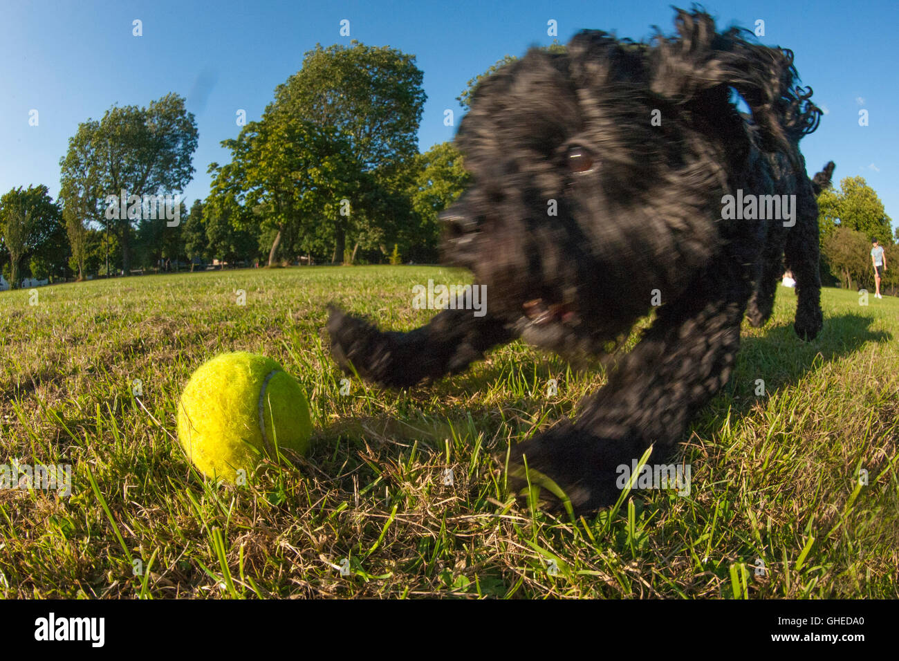 Ein kleiner schwarzer Hund jagt den Tennisball Stockfoto