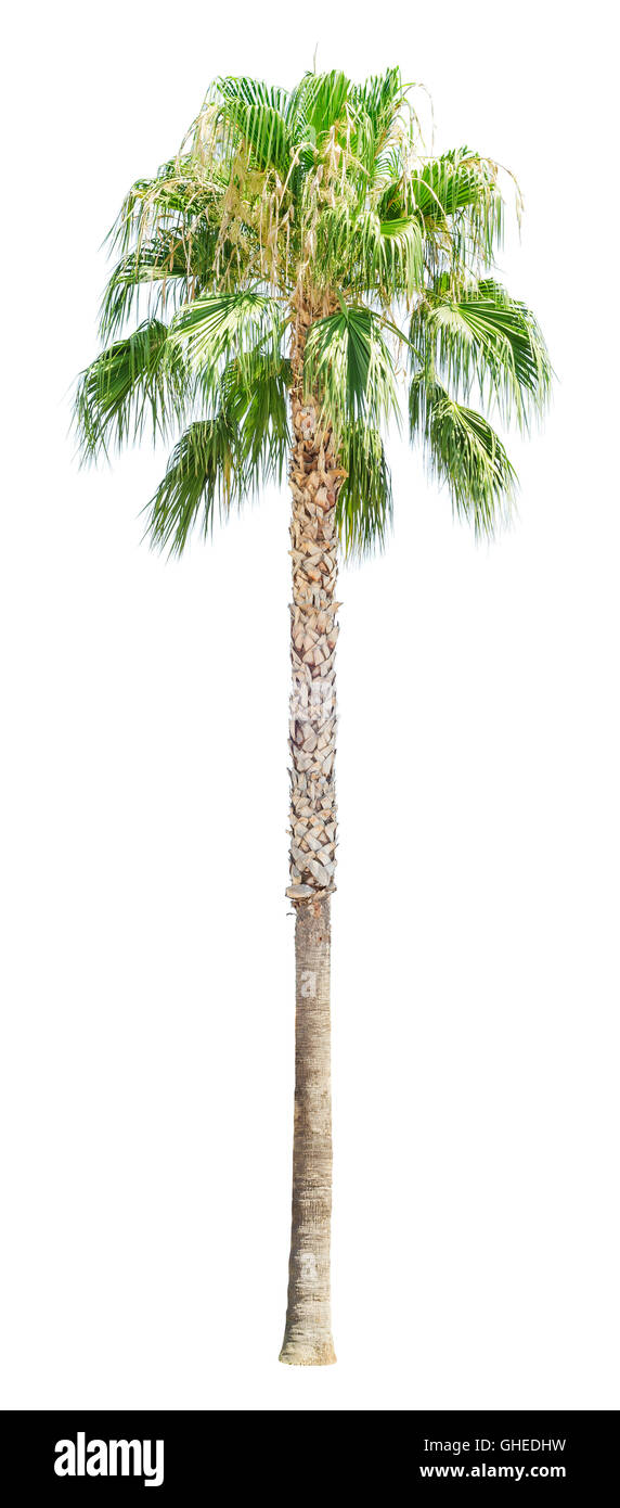 Hohen Palme isoliert auf weißem Hintergrund. Washingtonia Filifera. Stockfoto