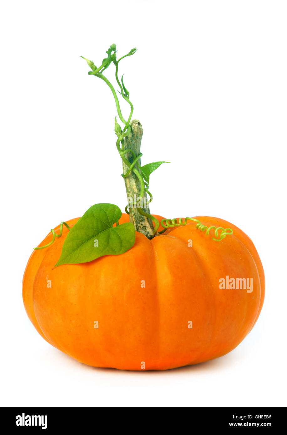 Kleine Kürbis mit Reben und Blättern Stockfoto