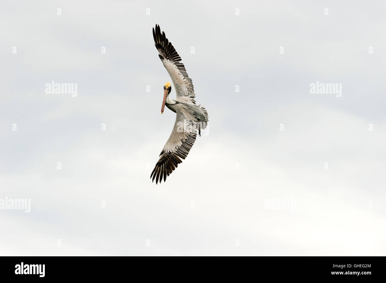 Pelikan ist ein großer Seevogel erfasst während des Fluges seine Flügel in seiner ganzen Schönheit ausbreitet. Stockfoto