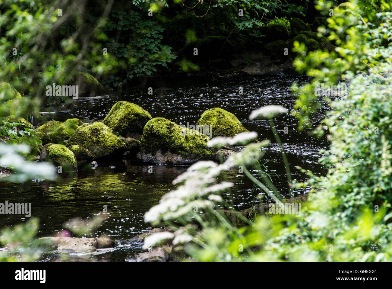 Ein Moos bedeckt Felsen im Fluss Mandel, Livingston, West Lothian, Schottland Stockfoto