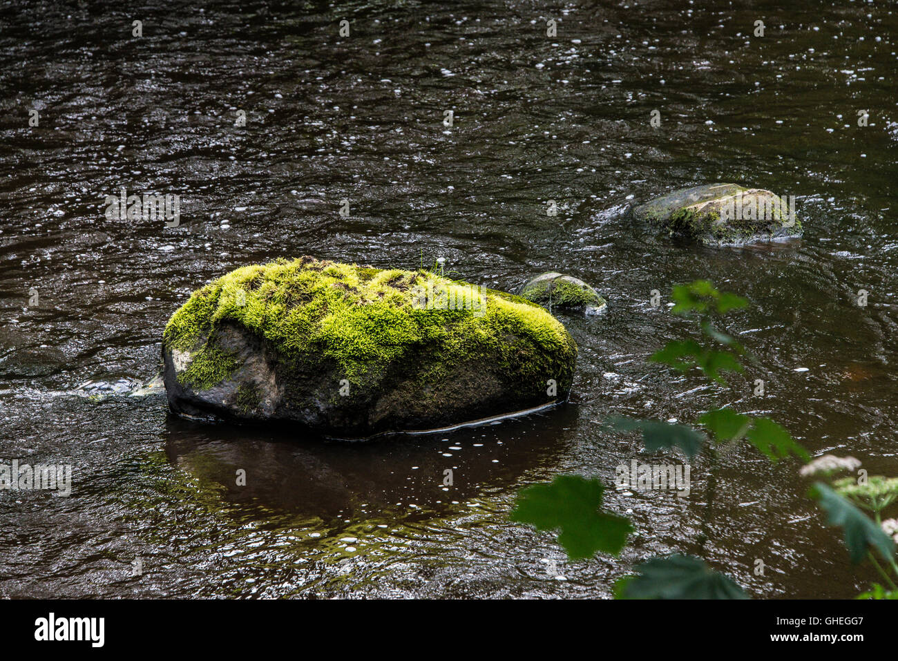 Ein Moos bedeckt Felsen im Fluss Mandel, Livingston, West Lothian, Schottland Stockfoto