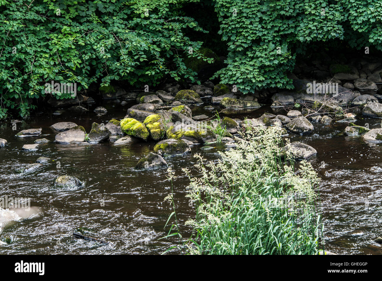 Fluss-Mandel, Livingston, West Lothian, Schottland Stockfoto