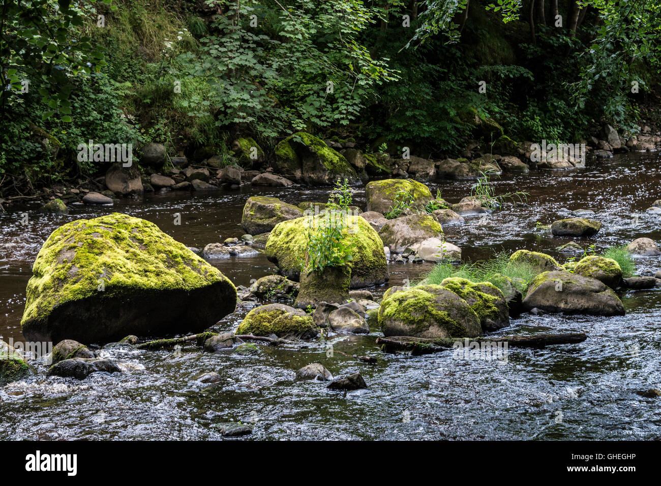 Moos bedeckt Felsen im Fluss Mandel, West Lothian, Schottland Stockfoto
