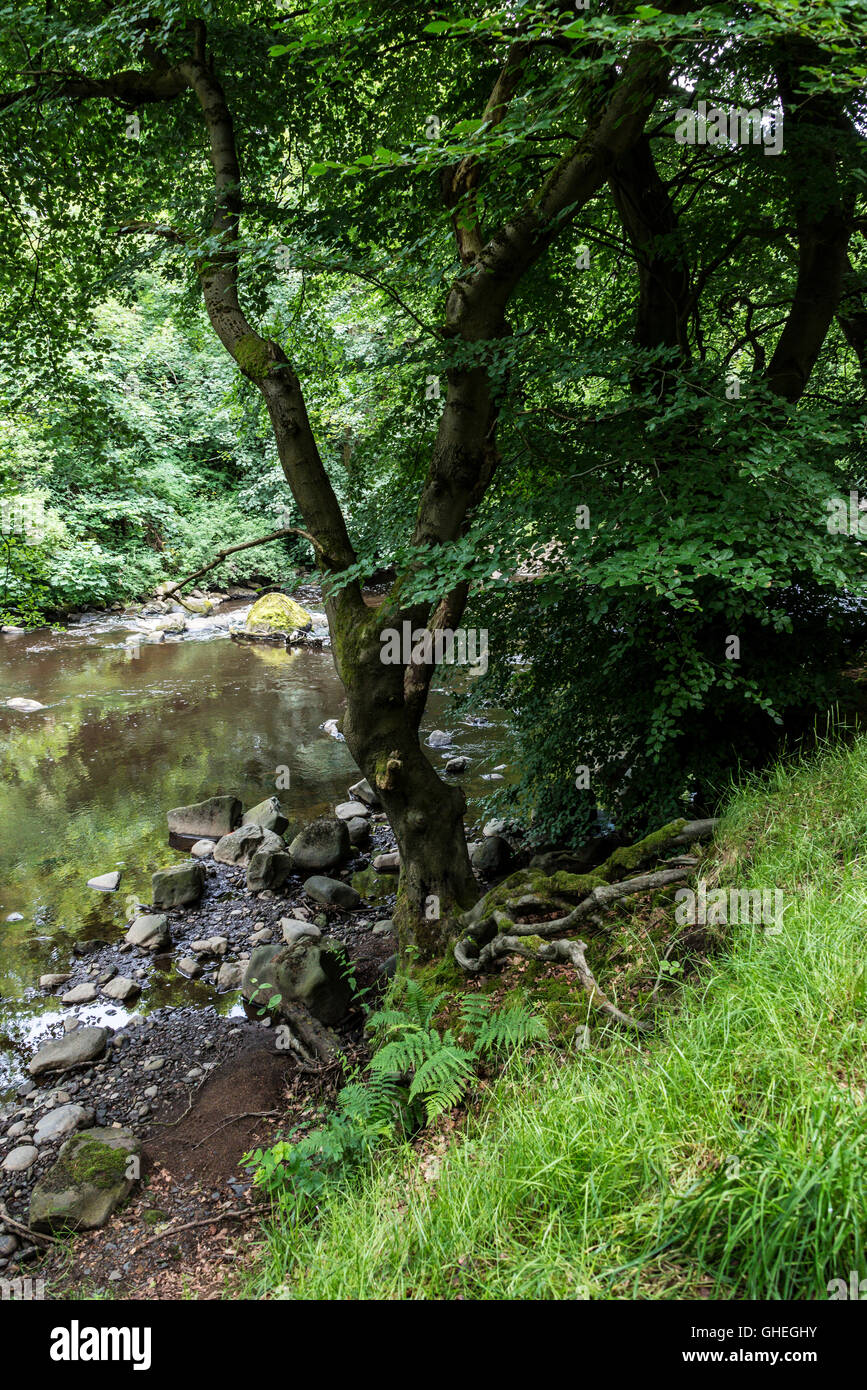 Ein Baum am Ufer des Flusses Mandel, West Lothian, Schottland Stockfoto