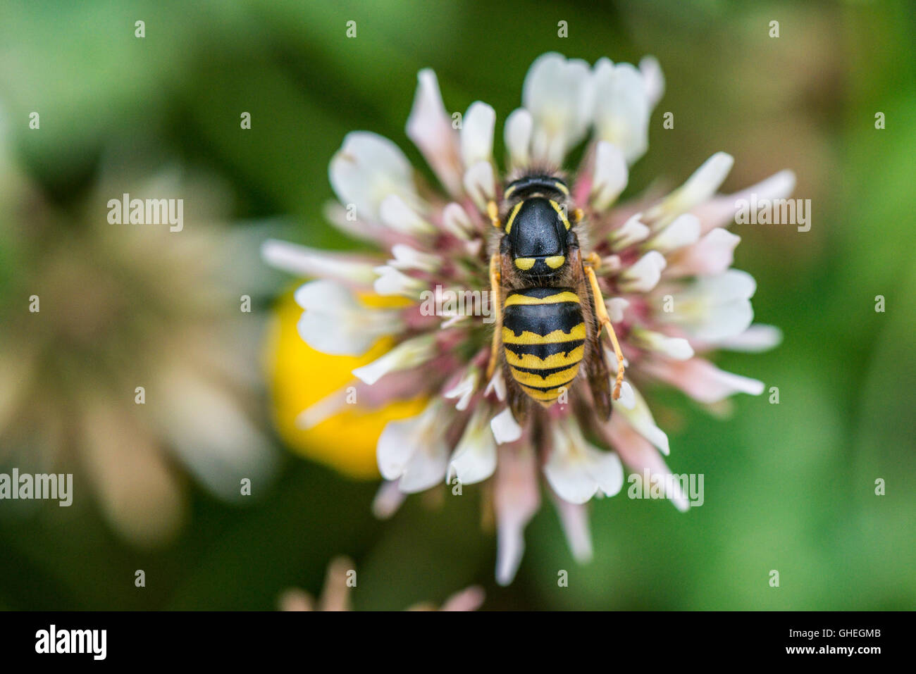 Eine Wespe (Vespula Vulgaris) an einer Klee Blüte Stockfoto