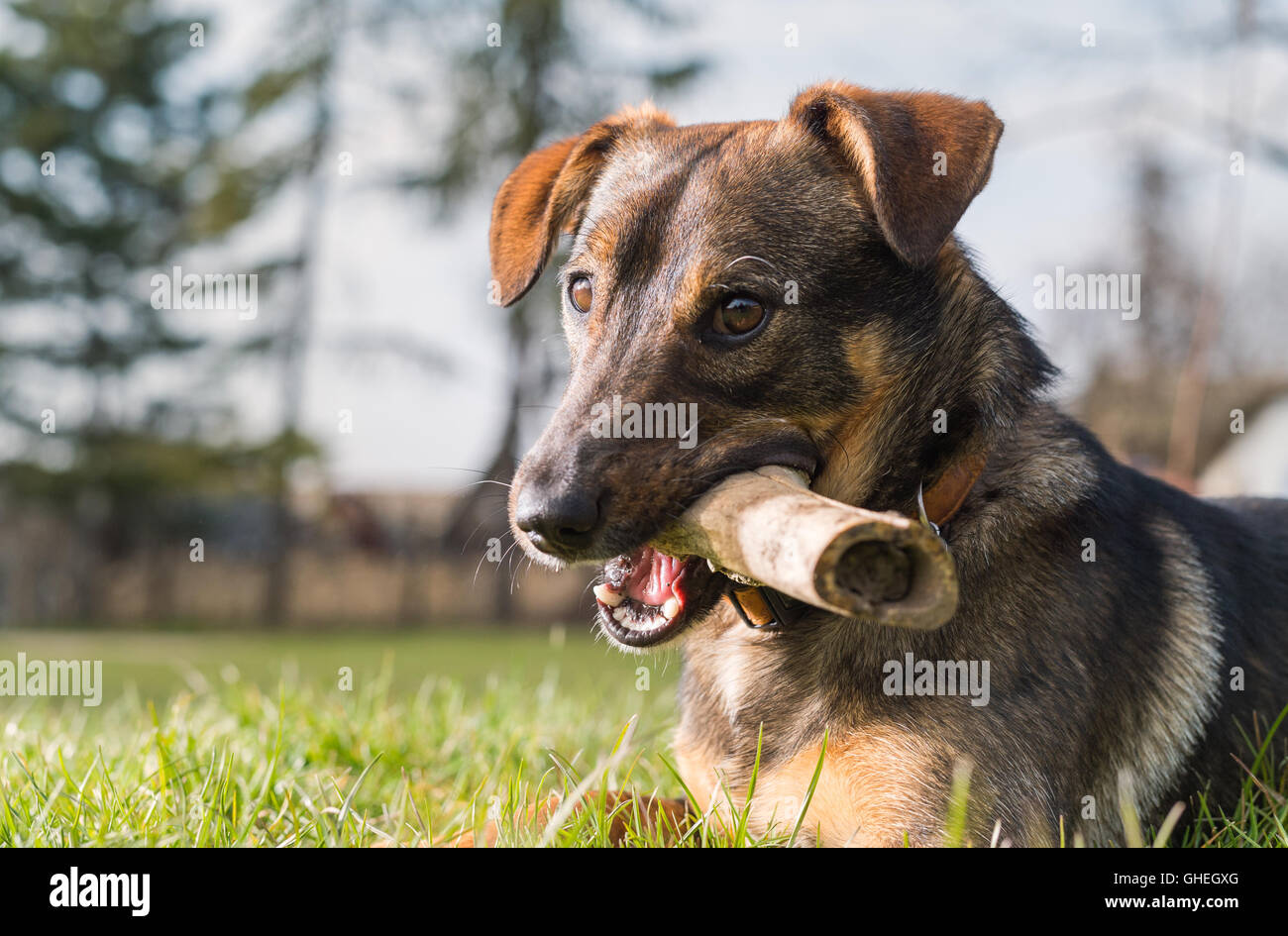 Niedlichen Hund mit einem Knochen Stockfoto