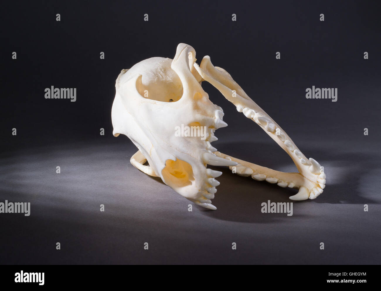 Isolierte Rotfuchs Schädel auf schwarzem Hintergrund Stockfoto