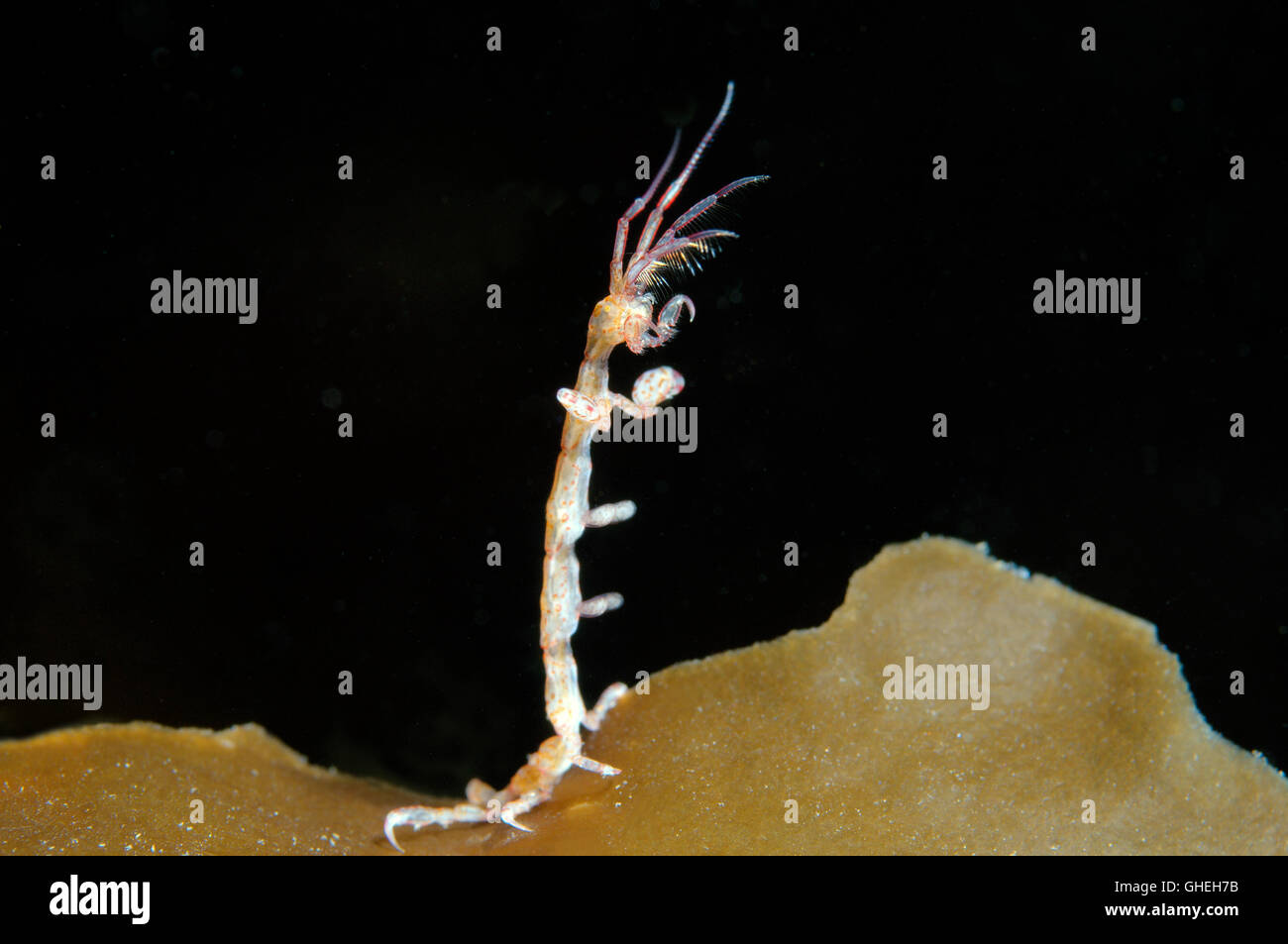 Lineare Skeleton Shrimps oder Ghost Garnelen (Caprella Linearis) weißes Meer, russische Arktis Stockfoto