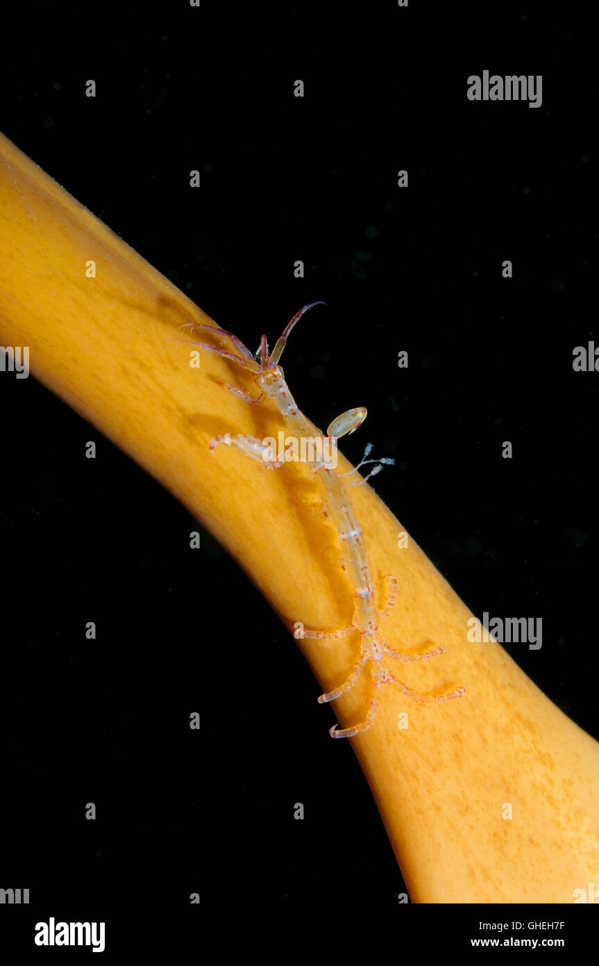 Lineare Skeleton Shrimps oder Ghost Garnelen (Caprella Linearis) weißes Meer, russische Arktis Stockfoto