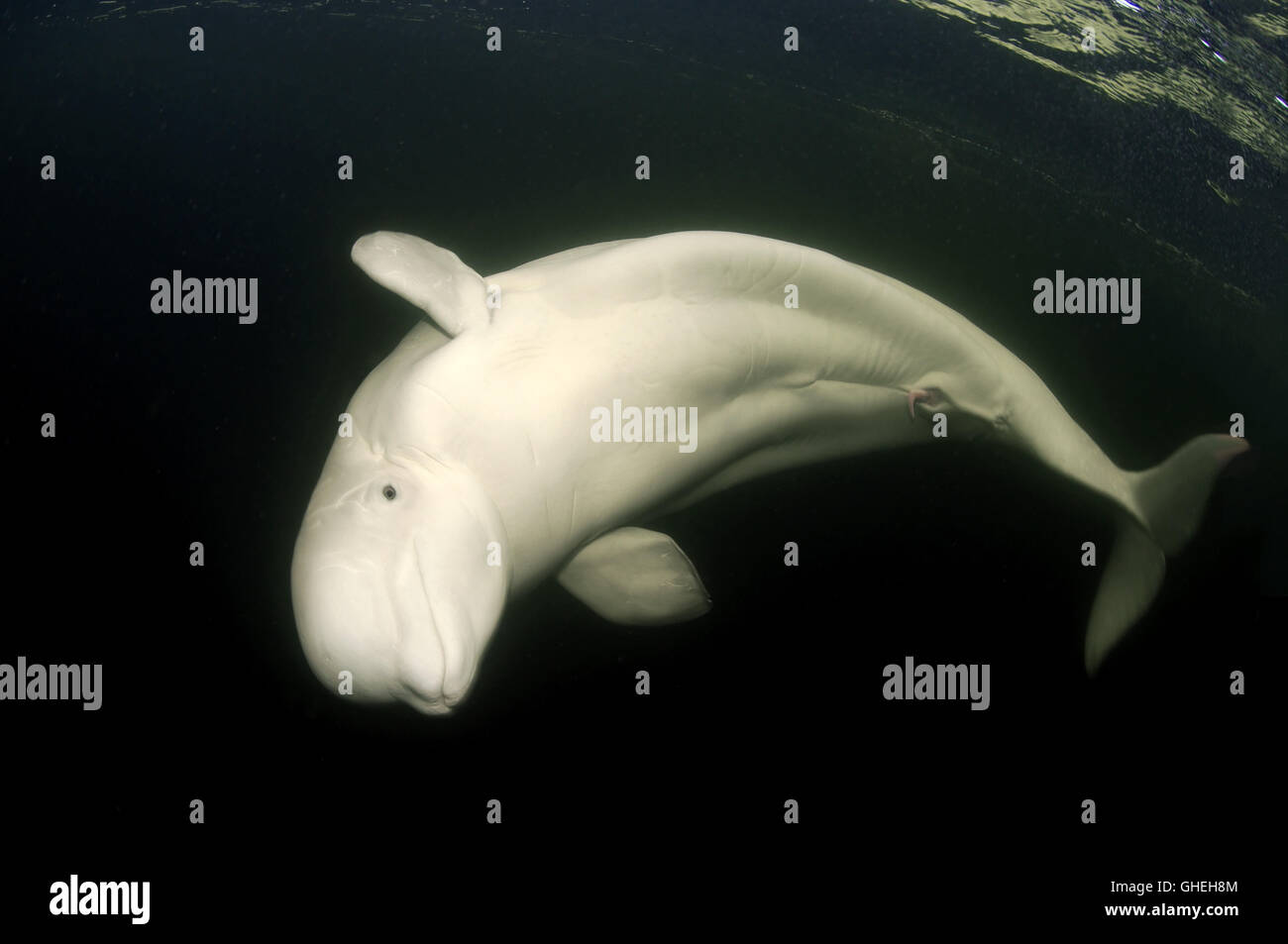 Beluga-Wal oder Weißwal (Delphinapterus Leucas) in der russischen Arktis Stockfoto